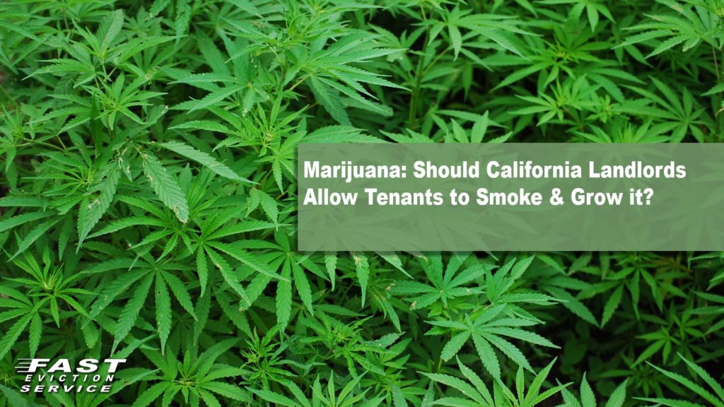 Marijuana: Should California Landlords Allow Tenants to Smoke & Grow?